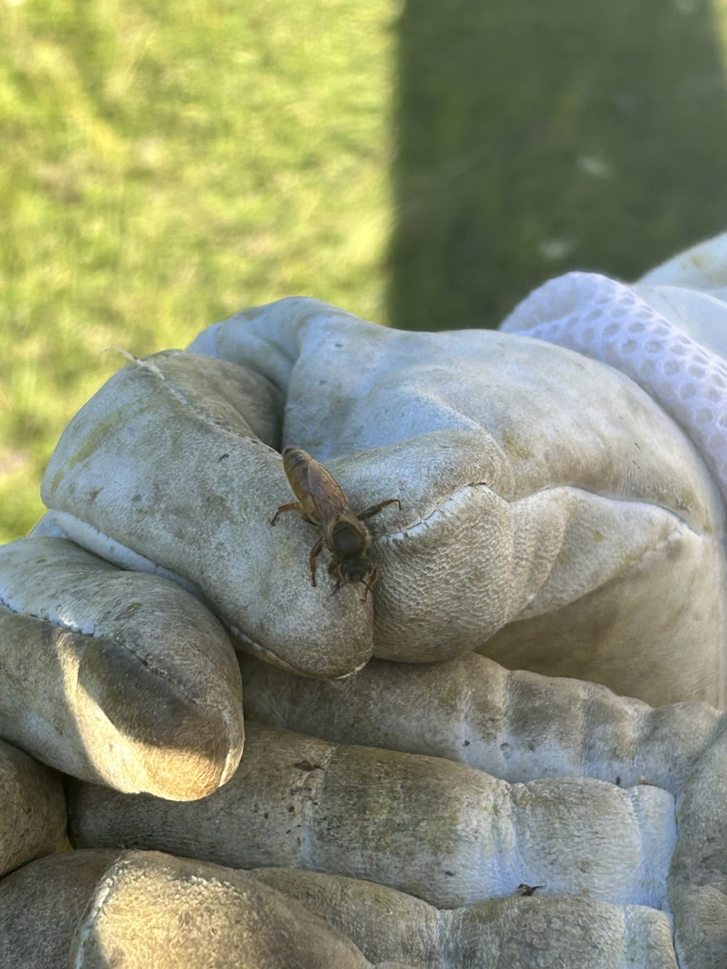 A honeybee resting on Jude's beekeeping glove